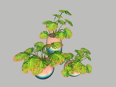 盆栽 盆栽 绿植
