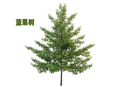 乔木 蓝果树 乔木