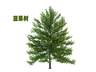 乔木 乔木 蓝果树 行道树