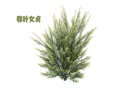 灌木 女贞 灌木