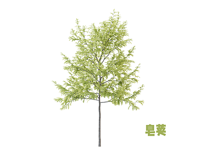 乔木 皂荚 行道树