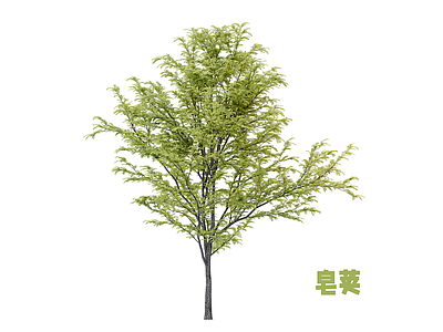 乔木 乔木 皂荚