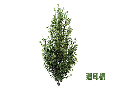 灌木 绿篱 鹅耳枥 灌木
