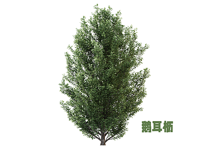 灌木 鹅耳枥 灌木
