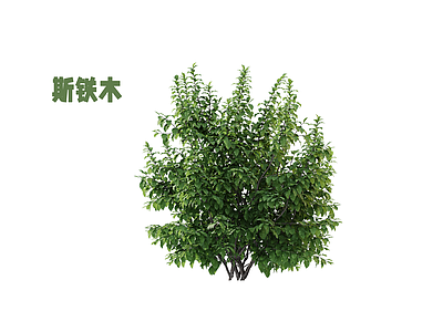 灌木 绿篱 灌木球 斯铁木
