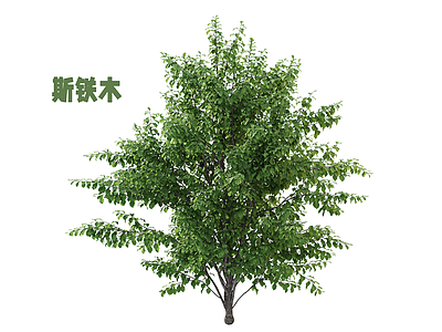 灌木 灌木 斯铁木