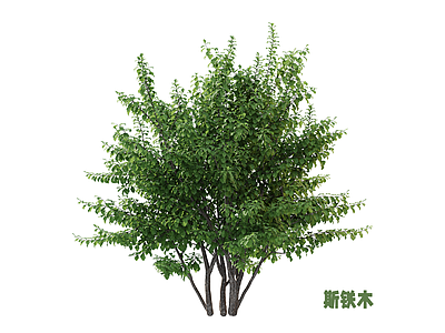 灌木 灌木 斯铁木