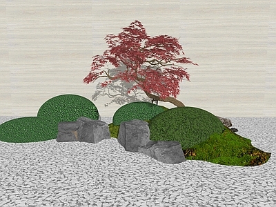 乔木 枫树 造型枫 造型树 红枫 灌木球