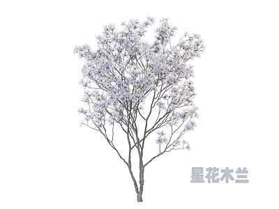 乔木 木兰 景观树 行道树