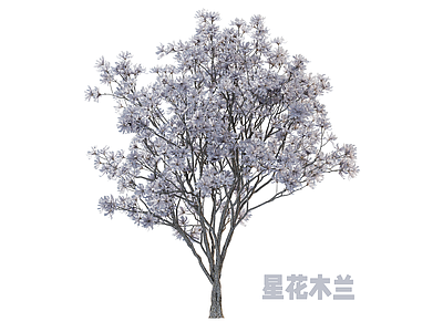 乔木 木兰 果树 行道树 景观树