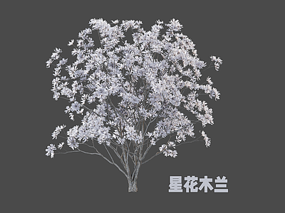 灌木 木兰 灌木