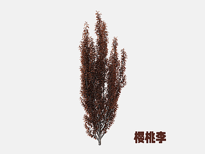 灌木 樱桃李 李树