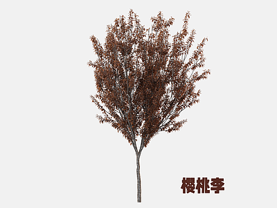 灌木 樱桃李 李子树