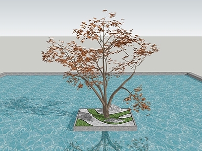 乔木 枫树 景观树 树池乔木 行道树