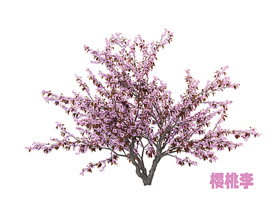 灌木 樱花 樱桃李