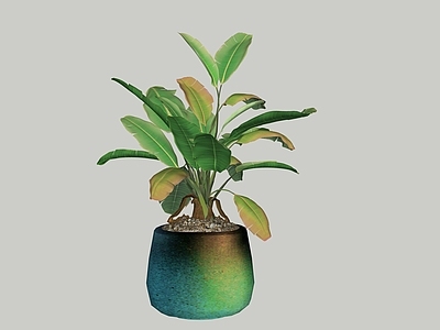 盆栽 盆栽 植物