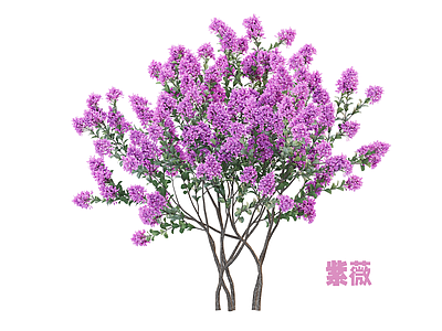 灌木 紫薇