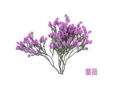 灌木 灌木 紫薇