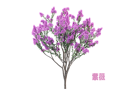 灌木 灌木 紫薇
