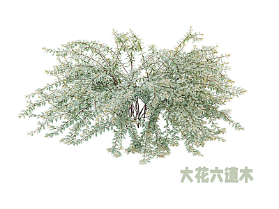 灌木 绿篱 灌木球 大花六道木