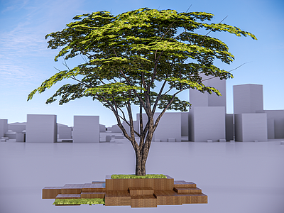 乔木 景观树 行道树 树池乔木