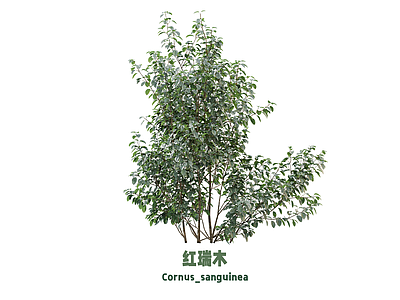 灌木 绿篱 灌木 红瑞木