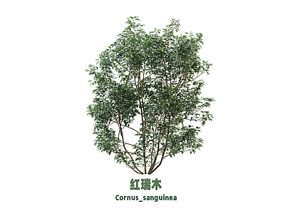 灌木 灌木 红瑞木
