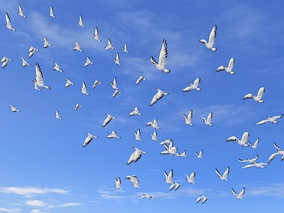 飞行类动物 飞行类动物 鸟类 鸟群