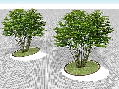 2D乔木 2D景观树 行道树 树池乔木