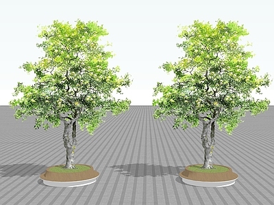 2D乔木 景观树 行道树 树池乔木