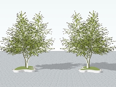 2D乔木 景观树 景观树 树池乔木 行道树