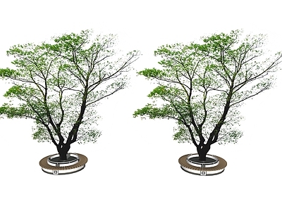 乔木 2D景观树 行道树 树池乔木