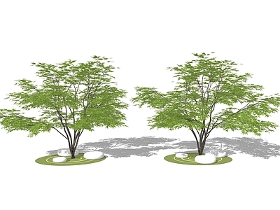 乔木 枫树 景观树 树池乔木 行道树