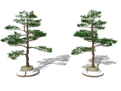乔木 松树 景观树 树池乔木