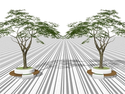 乔木 景观树 树池乔木 行道树