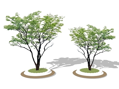 乔木 景观树 树池乔木 2D行道树