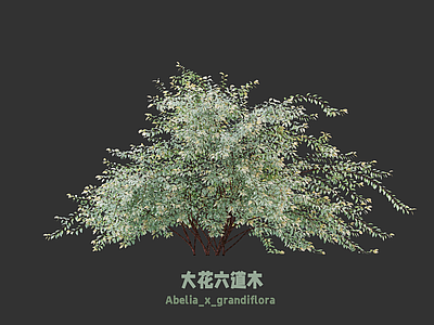 灌木 灌木球 大花六道木 灌木