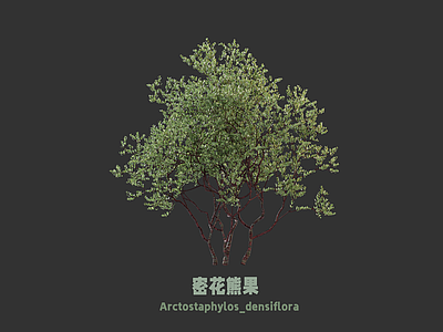 灌木 灌木 密花熊果 丛生灌木