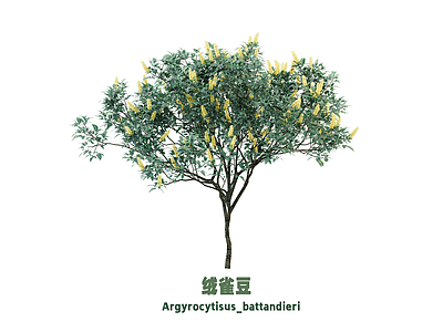 灌木 灌木 花 绒雀豆