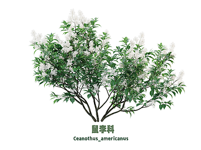 灌木 花 鼠李科