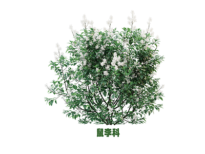 花草 盆栽花草 鼠李科 花