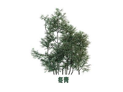 灌木 灌木 冬青