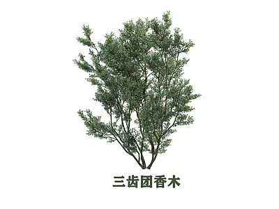 灌木 灌木 三齿团香木