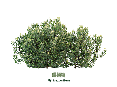 灌木 灌木 蜡杨梅