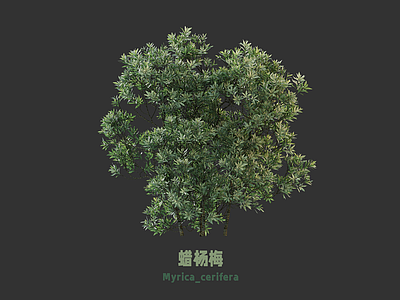 灌木 灌木 蜡杨梅 灌木球