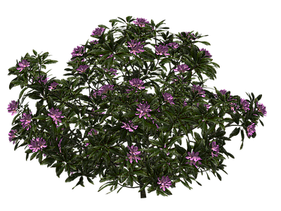 花草 花 杜鹃