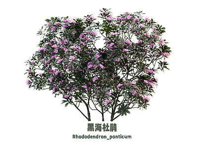 花草 花 杜鹃