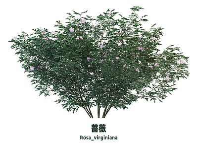灌木 灌木 蔷薇