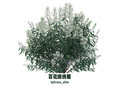 花 花 绣线菊