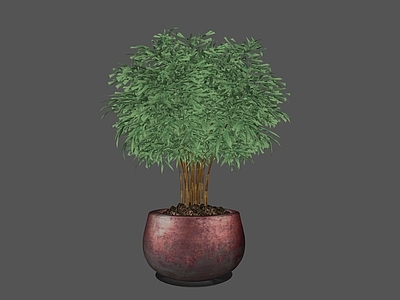竹子 盆栽竹子